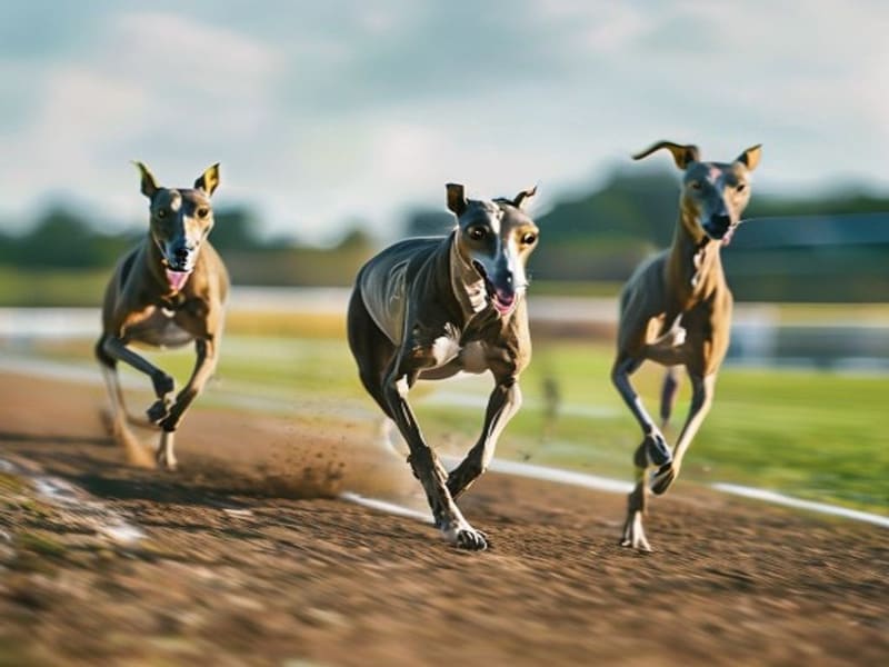 Greyhound racing live streams