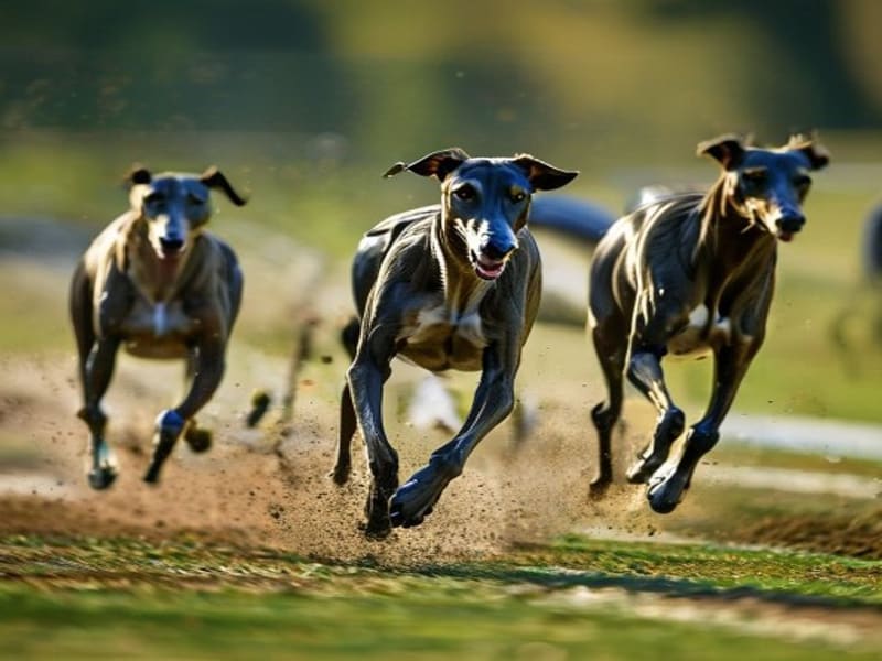 Greyhound racing photography — Mastering Camera Settings for Dynamic Shots