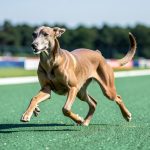 Greyhound performance stats