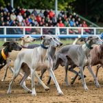 Greyhound race preparation checklists