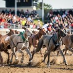 Greyhound racing betting limits