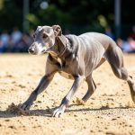 Top Greyhound Racing Bloodlines and Their Track Records