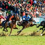 Greyhound racing safety equipment