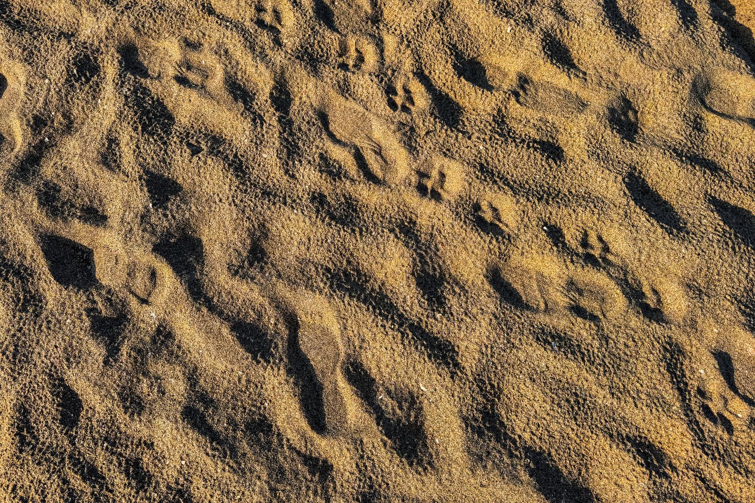 Canine track surface types and their impact on speed — The Best Materials for a High-Performance Dog Racing Track Surfac Canine track surface types and their impact on speed — The Best Materials for a High-Performance Dog Racing Track Surfac