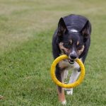 Finding the Best Jim Near Me for Canine Athletic Conditioning
