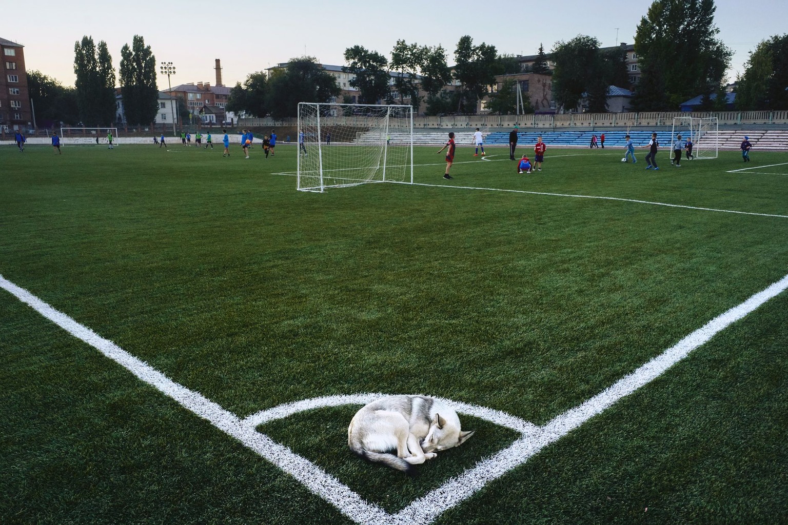 Fit Sport Techniques to Improve Endurance in Racing Dogs — Recovery: The Forgotten Link in Endurance Training