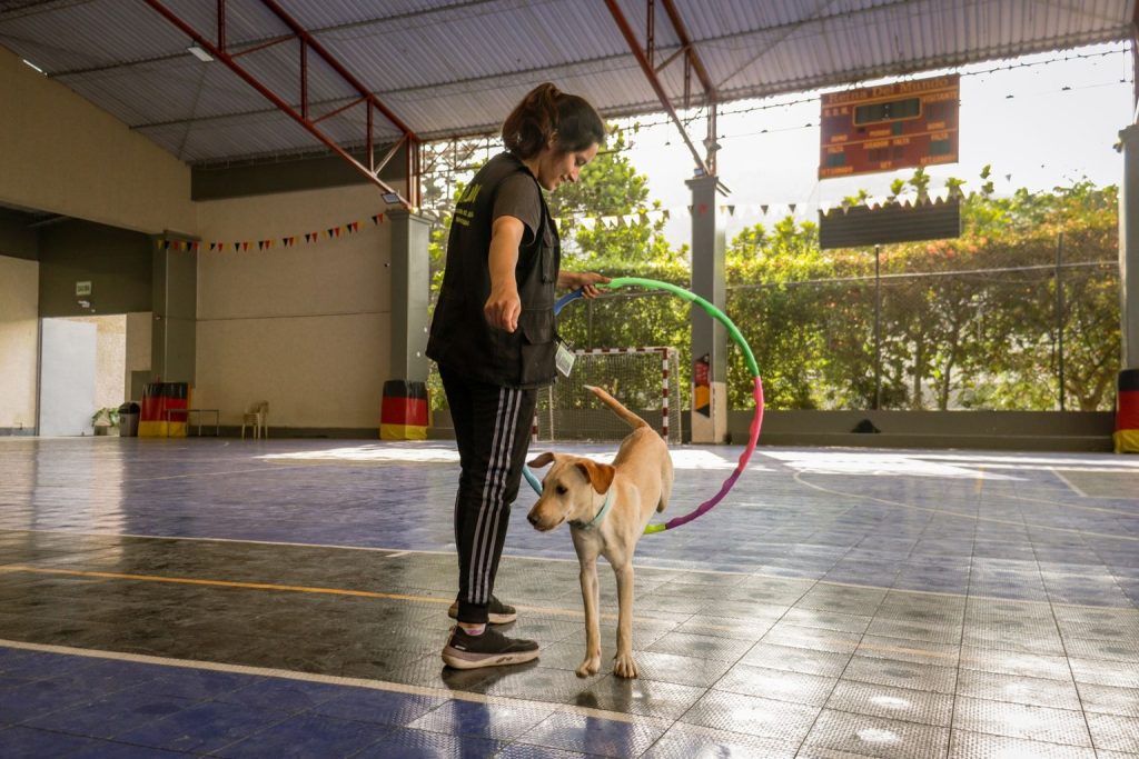Fitness Gyms That Boost Conditioning for Competitive Dog Racing