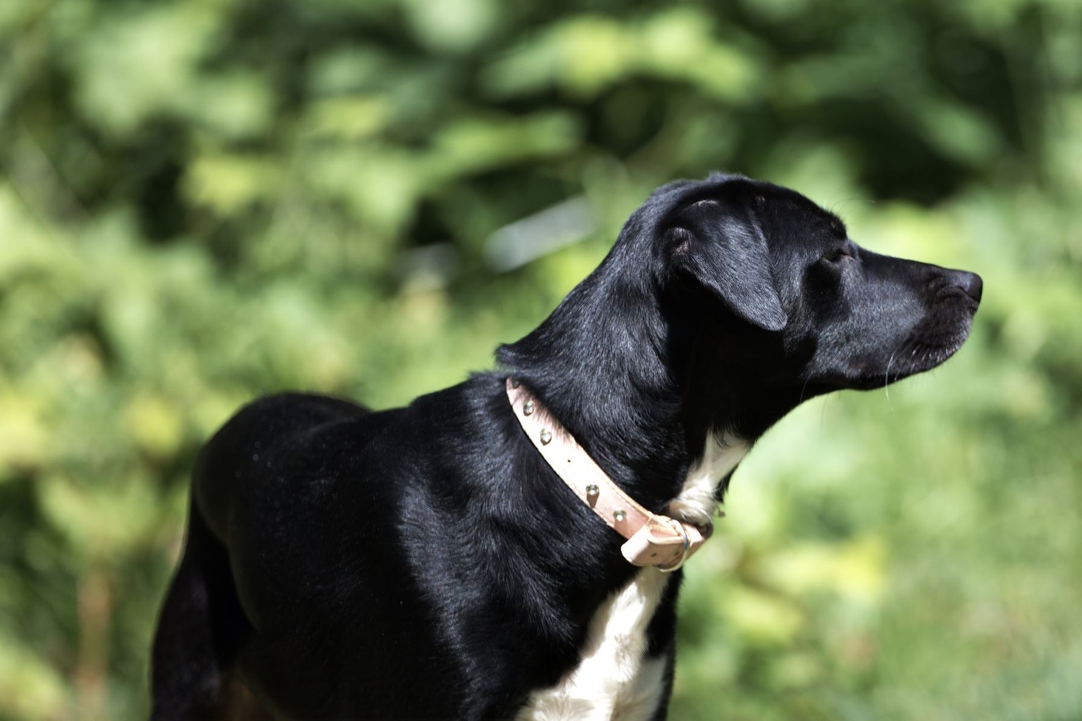 Fitness Gyms That Boost Conditioning for Competitive Dog Racing — Avoiding Common Mistakes in Dog Conditioning