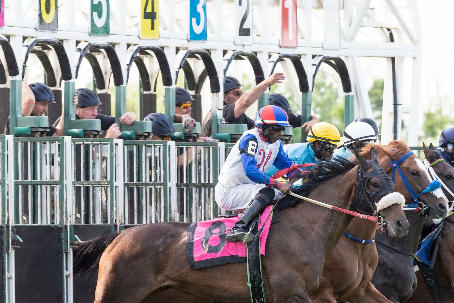 Greyhound Racing vs. Horse Racing: Key Differences Compared — Common Mistakes Bettors Make When Comparing Greyhound vs H