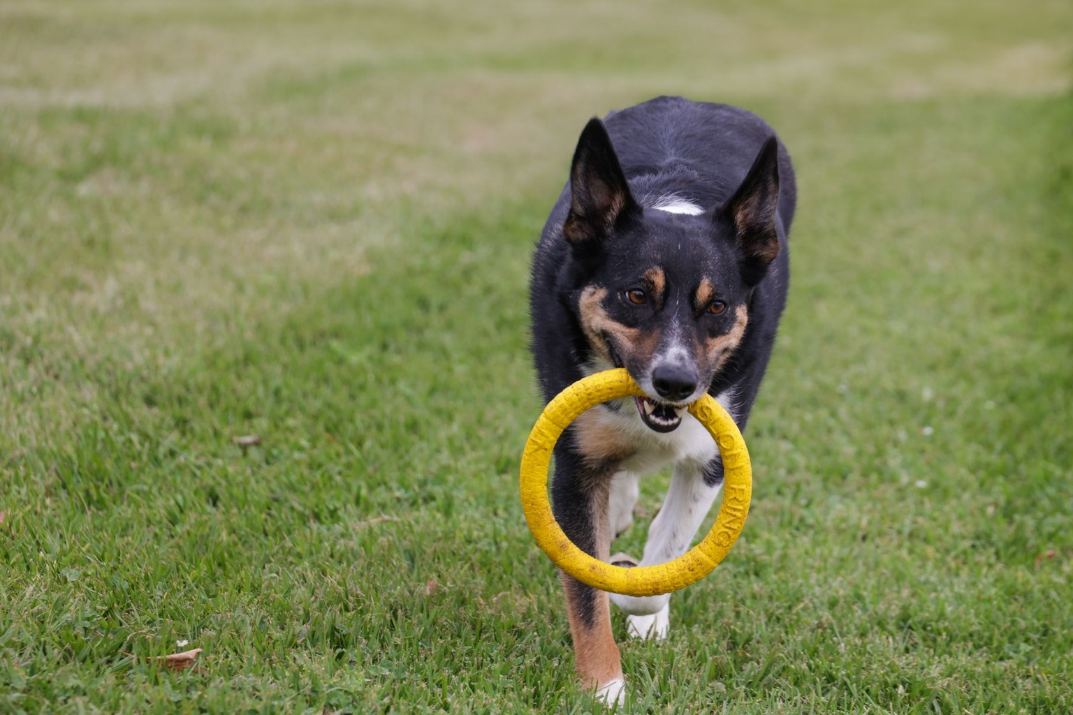 Gyms Open 24 Hours: Training Tips for Dog Racing Athletes — Structuring the Micro-Session Protocol