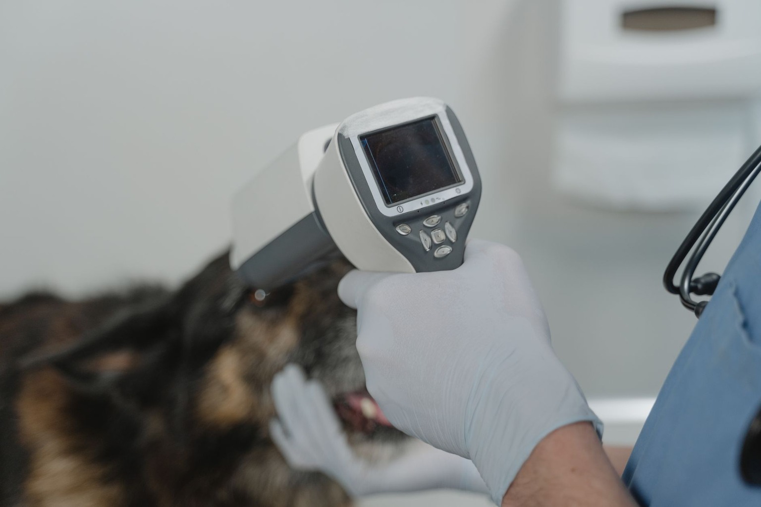 How Much Does D1 Training Cost for Elite Dog Racing Preparation? — Integrating Veterinary and Medical Monitoring