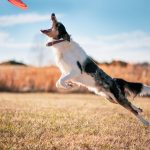 How to read a greyhound's stride pattern at the start