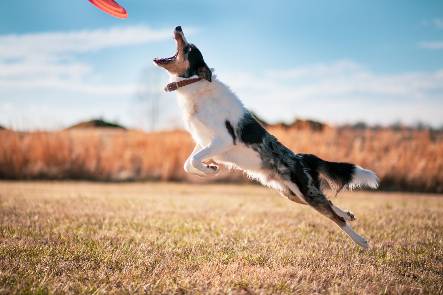 How to Spot a Winning Greyhound Before the Race Starts