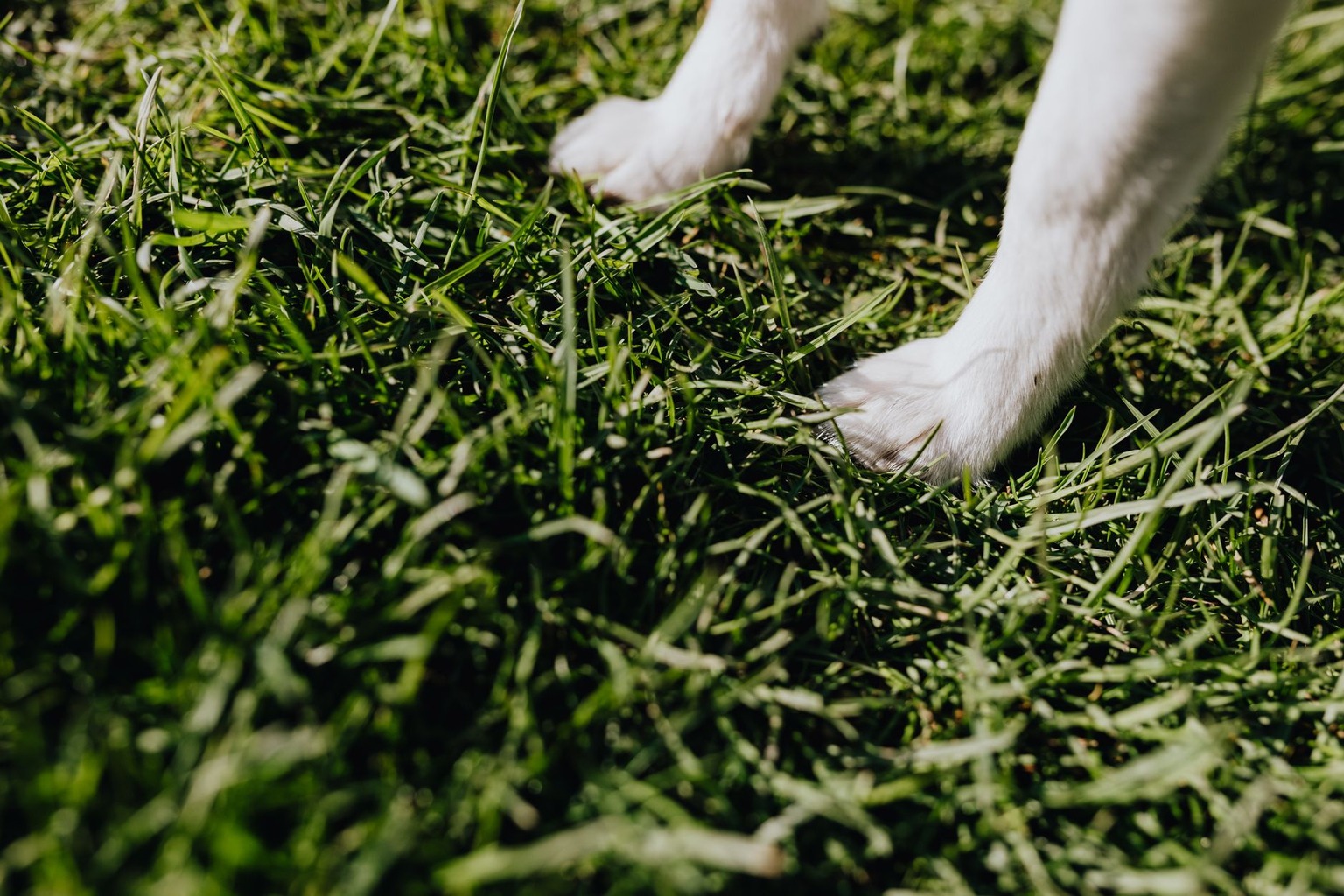 How Weather Conditions Affect Greyhound Racing Outcomes — Choosing the Right Greyhound for the Weather How Weather Conditions Affect Greyhound Racing Outcomes — Choosing the Right Greyhound for the Weather