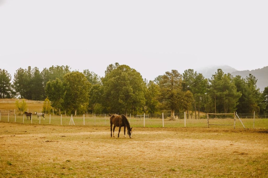 Mental training methods for high-stress racing dogs
