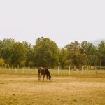 Mental training methods for high-stress racing dogs