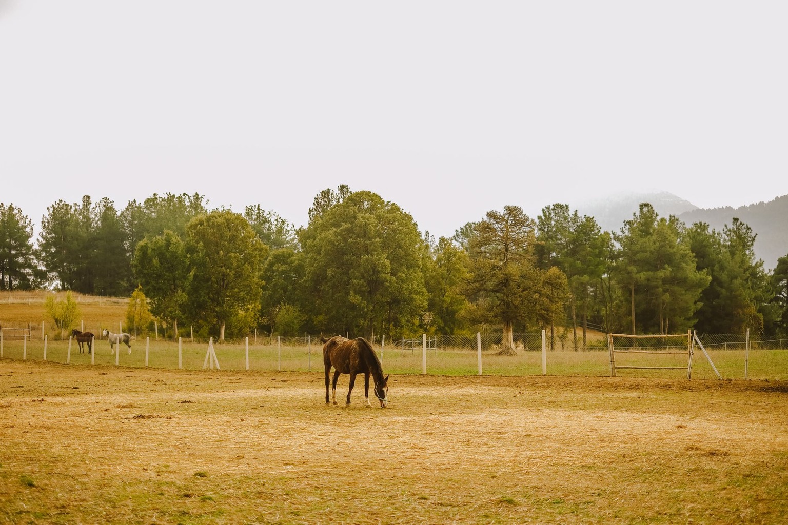 Mental training methods for high-stress racing dogs