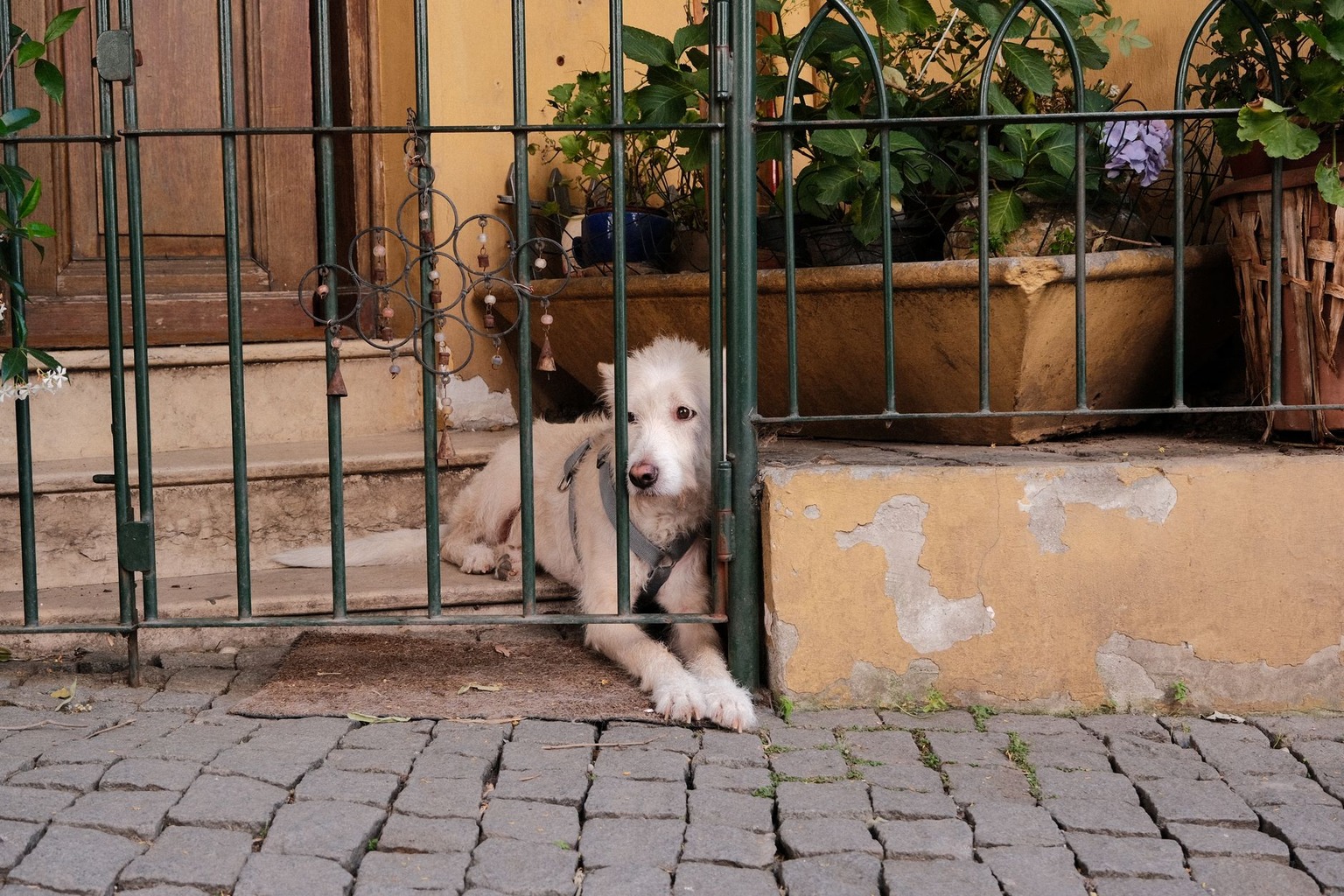 Mental training methods for high-stress racing dogs — Visualization and Mental Rehearsal: Preparing Dogs for Race Day Mental training methods for high-stress racing dogs — Visualization and Mental Rehearsal: Preparing Dogs for Race Day