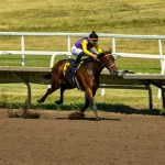 Redline Athletics Near Me: Enhancing Speed for Racing Dogs