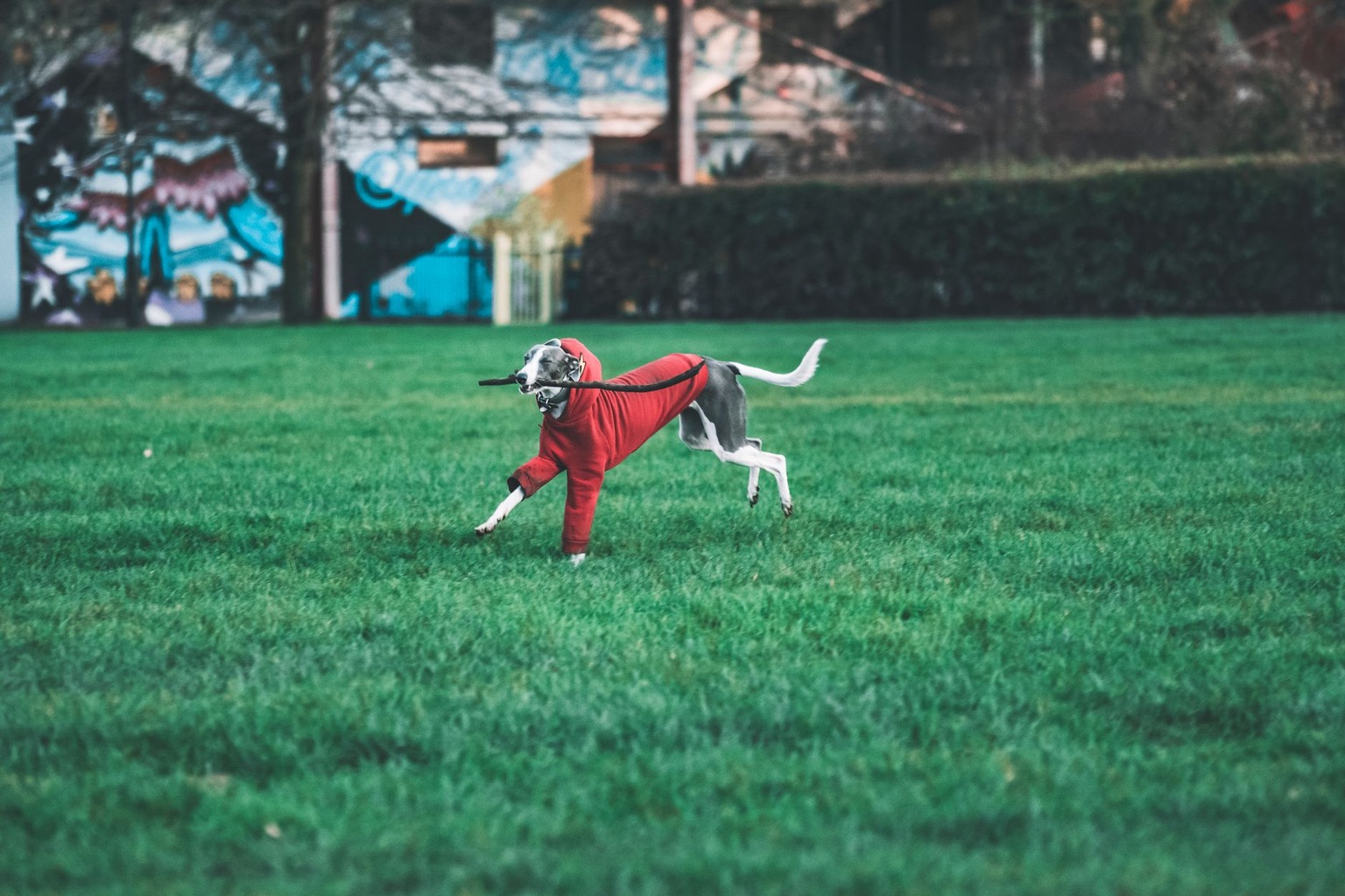 Redline Athletics Near Me: Enhancing Speed for Racing Dogs — Understanding Reactive Sprinting Drills