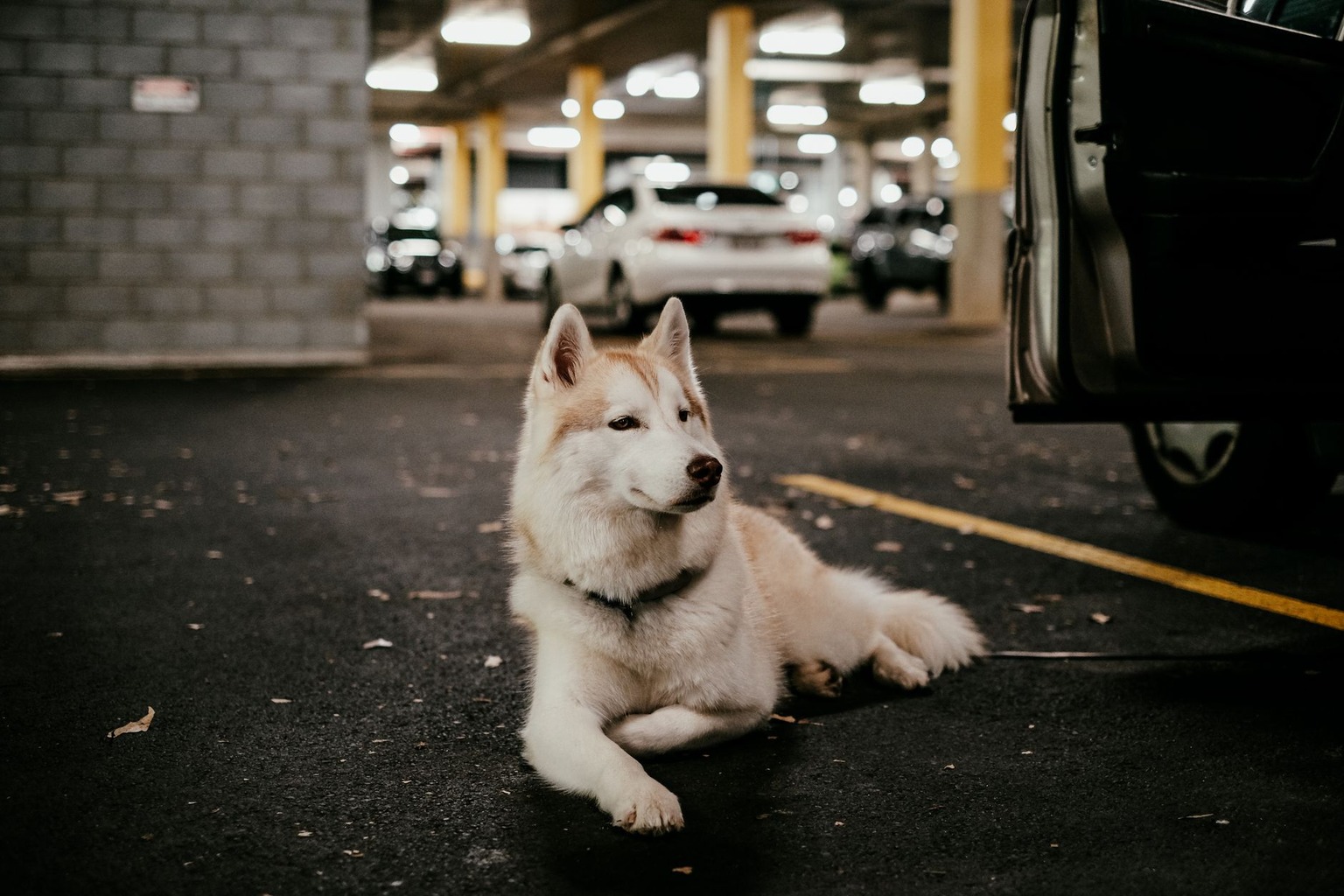 Self Service Gym Options for Independent Dog Racing Trainers — Choosing the Right Gym for Your Training Needs Self Service Gym Options for Independent Dog Racing Trainers — Choosing the Right Gym for Your Training Needs