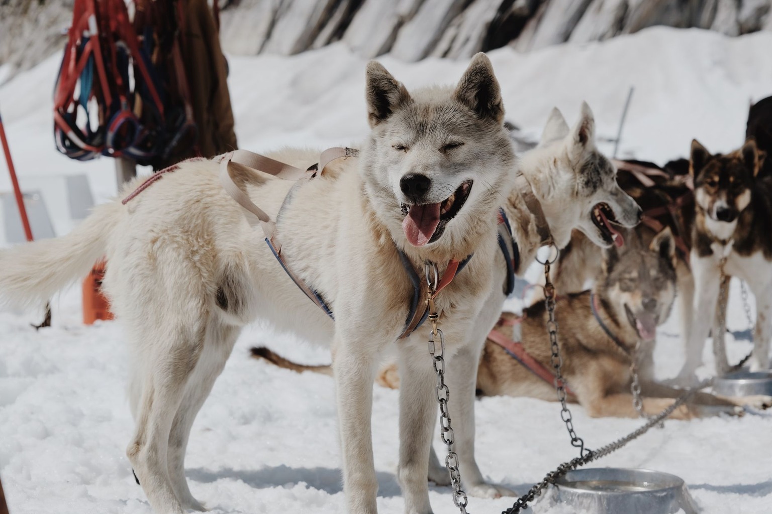 Veterinary checks required before competitive dog races — How to Prepare Your Dog for a Pre-Race Vet Visit